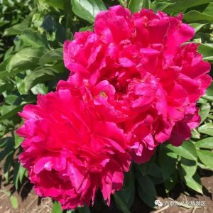 ​不负艳阳不负花 六鼎山吉祥花海绚丽绽放