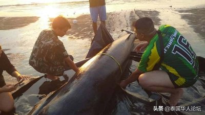 ​泰国甲米珍稀角岛鲸搁浅海滩