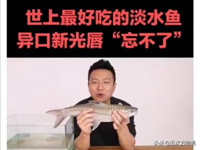 ​揭开“世上最好吃的淡水鱼----忘不了鱼”的神秘面纱