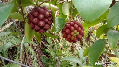 ​三穗县台烈镇：山野果变身“致富果”