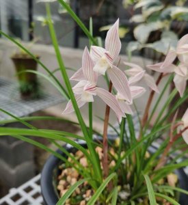 ​莲瓣兰形态特征，区域分布和生长习性介绍