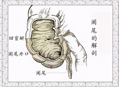 ​阑尾知多少？