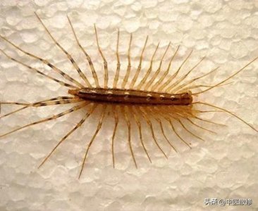 ​民间神兽 钱串子