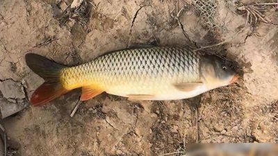 ​垂钓鲤鱼很好用的饵料，掌握后野钓少走弯路，大鲤鱼也能上钩