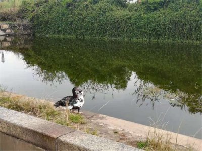 ​客家围龙屋—中国居民建筑的五大特色之一