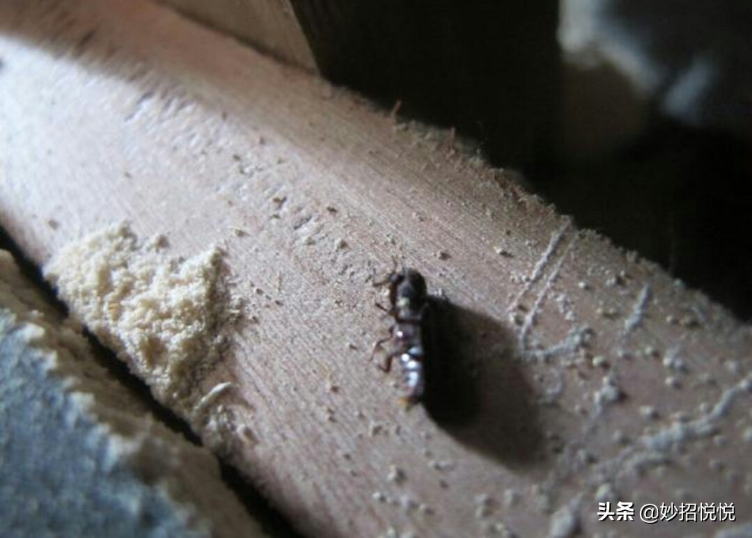 怎么消灭家具的蛀木虫（消灭蛀木虫的最好方法）