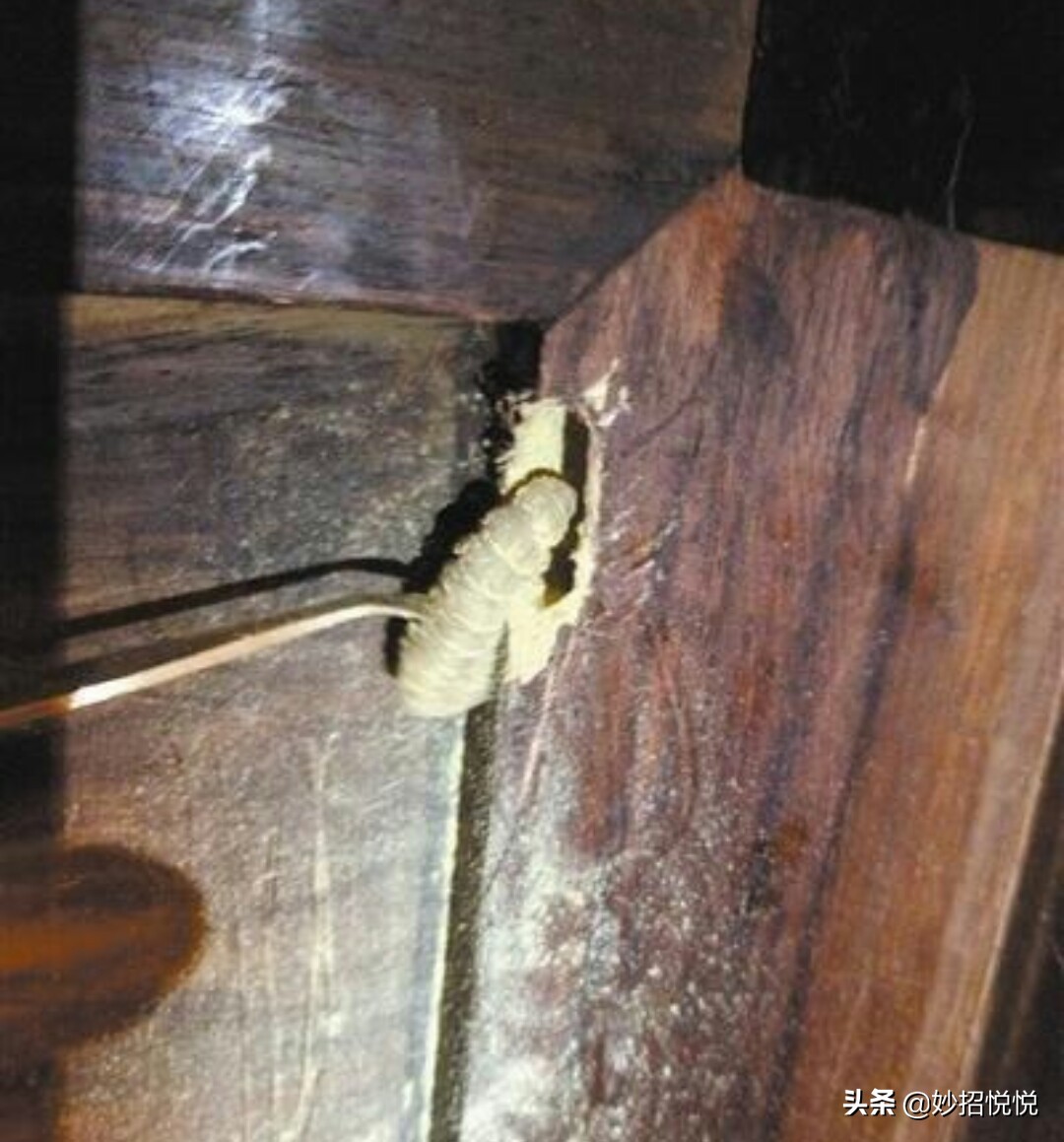 怎么消灭家具的蛀木虫（消灭蛀木虫的最好方法）