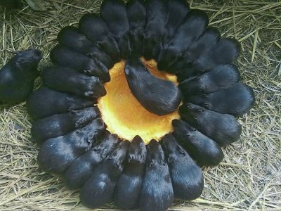 ​禁食令下，人工养殖的黑豚何去何从