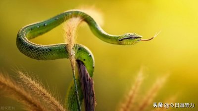 ​女人梦见蛇的七大预兆