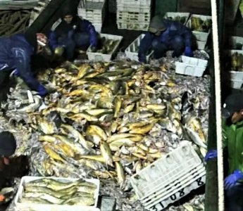 ​价值近400万元！1网捕获3000多斤大黄鱼，船老大直呼29年头一次