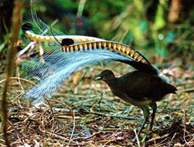 颜值与才华俱佳的琴鸟竟可以唱出20多种歌声，堪称动物界白富美