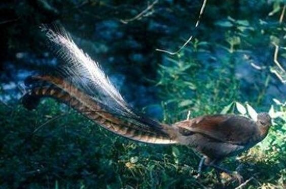 颜值与才华俱佳的琴鸟竟可以唱出20多种歌声，堪称动物界白富美