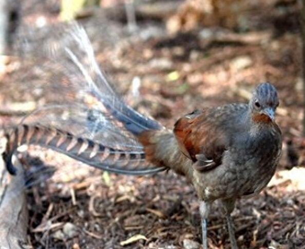 颜值与才华俱佳的琴鸟竟可以唱出20多种歌声，堪称动物界白富美