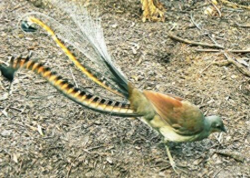 颜值与才华俱佳的琴鸟竟可以唱出20多种歌声，堪称动物界白富美