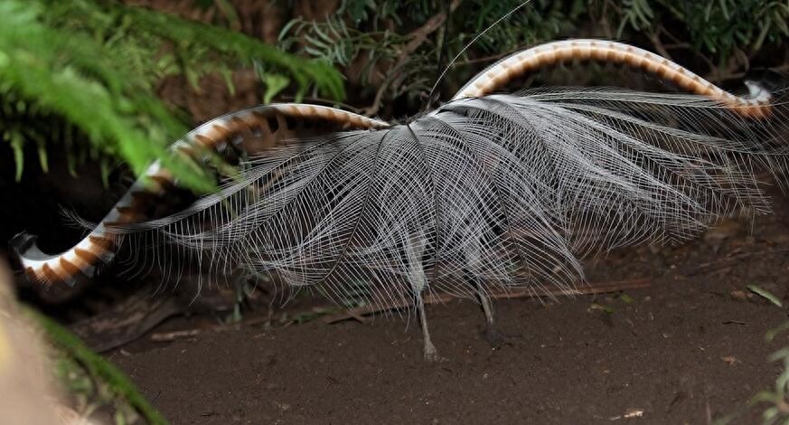 颜值与才华俱佳的琴鸟竟可以唱出20多种歌声，堪称动物界白富美