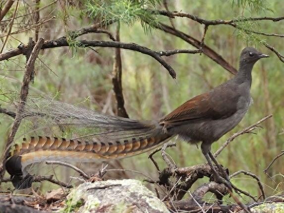 颜值与才华俱佳的琴鸟竟可以唱出20多种歌声，堪称动物界白富美