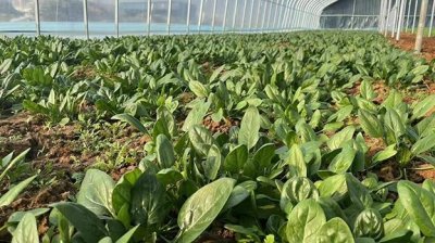 ​兰陵县大仲村镇：打造绿色种养基地开启生态循环农业新模式