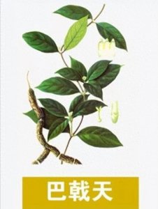 ​每日一味中药——巴戟天