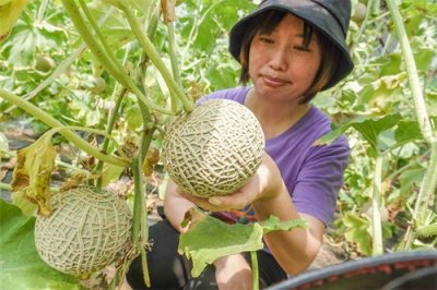 ​外表酷似冰裂纹、口感媲美冰淇淋，“瓜界奢侈品”网纹蜜瓜来啦！