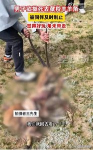 ​尊重生命，敬畏自然：从藏羚羊角事件看野生动物保护