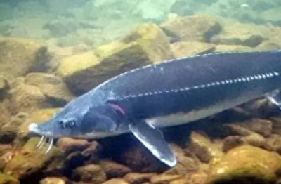 ​长江野生中华鲟40多年数量连年在减少，鱼类恢复成效明显