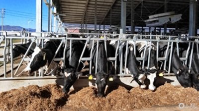 ​鹤庆县：唱响乳畜产业全链发展的高原牧歌