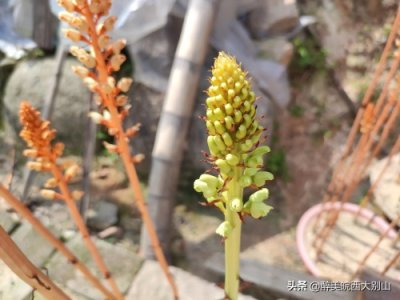 ​皖西大别山区中药材天麻图片集锦