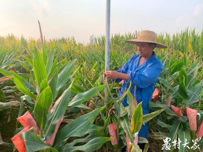 ​太空种子平邑落地生根，突变单株或成特有种质材料