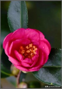 ​生命的脆弱和无常体现在哪里？