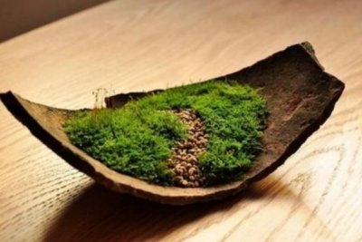 ​袁枚《苔》诗欣赏:苔花如米小，也学牡丹开。