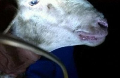 ​病例分享：山羊肝片吸虫病的诊治过程