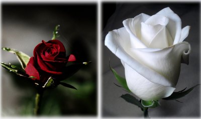 ​你是谁的“白月光”，又是谁的“朱砂痣”