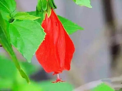 ​悬铃花～形似风铃，美丽而永不开展