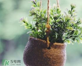 立春吃什么蔬菜？立春时令蔬菜推荐