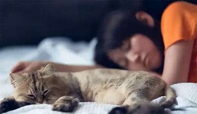 ​猫一生能认几个主人呢？换了新主人之后，它还能依旧忠心吗？