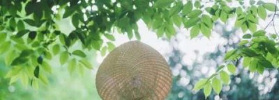 ​三伏天吃什么,三伏天吃哪些食物比较好