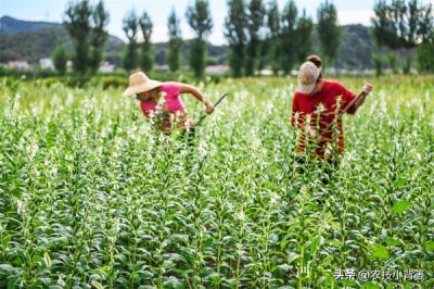 ​芝麻怎么长出来（芝麻长什么样子图片）
