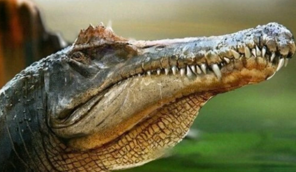 spinosaurus是什么恐龙,十大最强恐龙排名图7