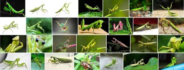 徽章logo制作（徽章类LOGO还能这么玩）(35)