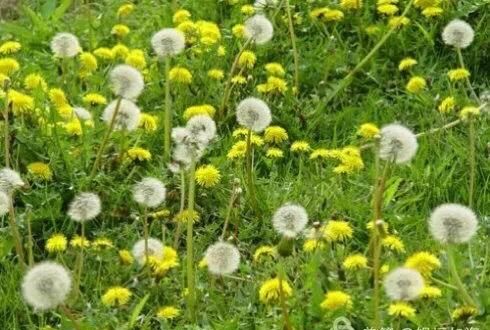 夏天解暑喝冷饮还是热饮，在炎热的夏天，冷饮和热饮哪一种更解暑？有何依据？图10