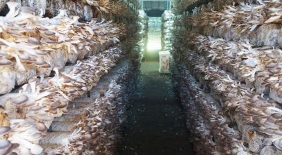 ​罗源秀珍菇｜福建农产品地理标志产品