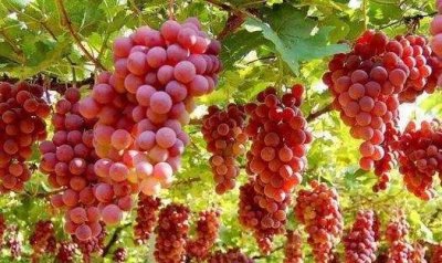 ​新疆特产有哪些,新疆特产干果必买清单