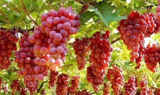 新疆特产有哪些,新疆特产干果必买清单图1