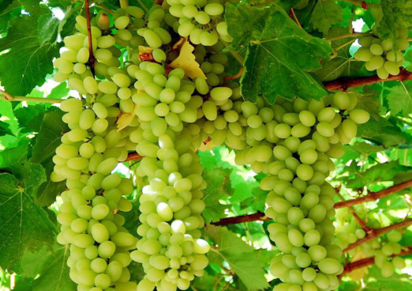 新疆特产有哪些,新疆特产干果必买清单图6