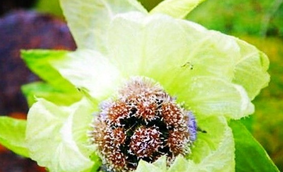 新疆特产有哪些,新疆特产干果必买清单图9