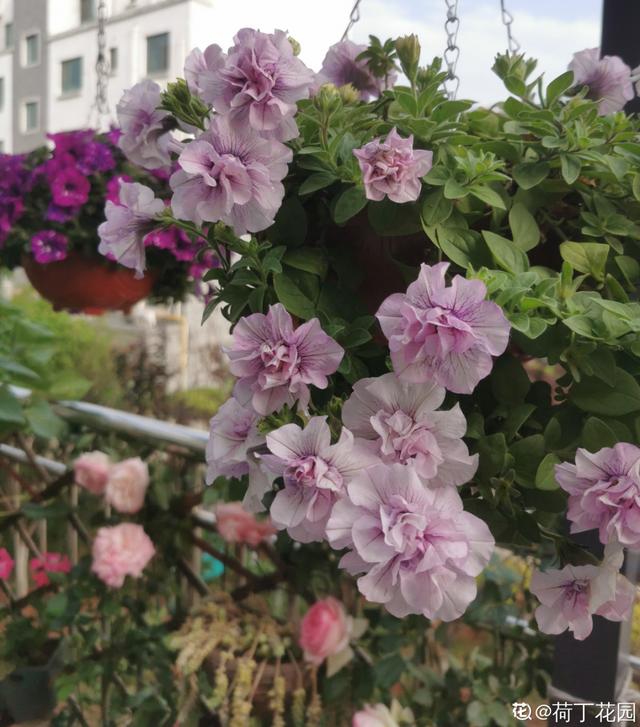 好闻花期长好看又好养的花（仙气飘飘的花颜值高）(31)