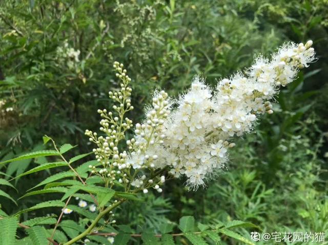 好闻花期长好看又好养的花（仙气飘飘的花颜值高）(11)