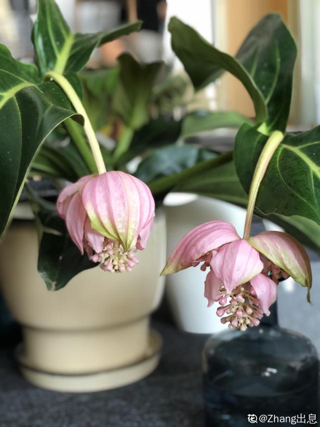 好闻花期长好看又好养的花（仙气飘飘的花颜值高）(35)