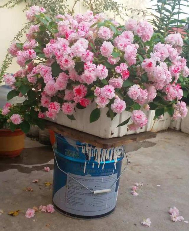 好闻花期长好看又好养的花（仙气飘飘的花颜值高）(30)