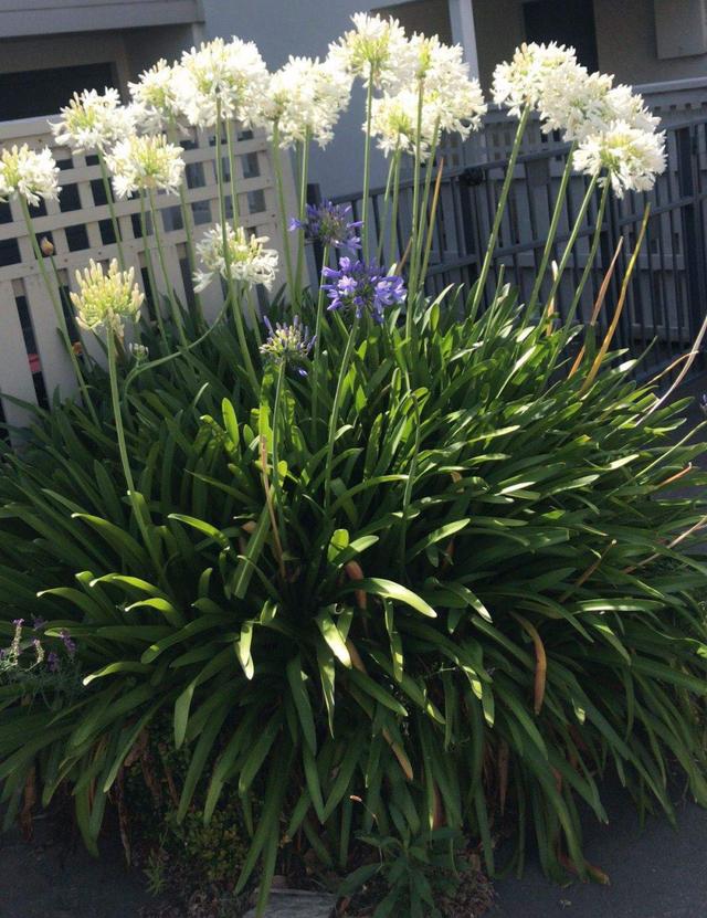 好闻花期长好看又好养的花（仙气飘飘的花颜值高）(24)